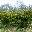 Можжевельник средний Juniperus x media (Juniperus x pfitzeriana) 'Mint Julep'